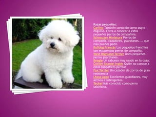 Razas pequeñas:
Carlino También conocido como pug o
doguillo. Entra a conocer a estos
pequeños perros de compañína.
Schnauzer Miniatura Perros de
compañía, cazadores, guardianes.... que
más puedes pedir.
Bulldog Francés Los pequeños frenchies
son estupendos perros de compañía.
West Highland Terrier Unos pequeños
perros guardianes.
Beagle Un sabueso muy usado en la caza.
Cocker Spaniel Inglés Quién no conoce a
estos simpaticos perros?
Fox Terrier Un cazador de zorros de gran
resistencia
Lhasa Apso Excelentes guardianes, muy
activos e inteligentes.
Teckel Más conocido como perro
salchicha.
 