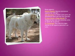 Razas gigante:
Mastín Español Algunos ejemplares
superan los 120 Kg!!.
San Bernardo Su misión como perro de
salvamento hace que sea muy querido.
El Gran Danés o Dogo Alemán Su
elegancia hace que sea conocido como
el Apolo de los perros.
El Leonberger Esta raza de origen
alemán es de aspecto parecido a un
León.
 