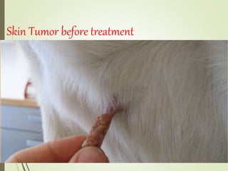 Skin Tumor before treatment
 