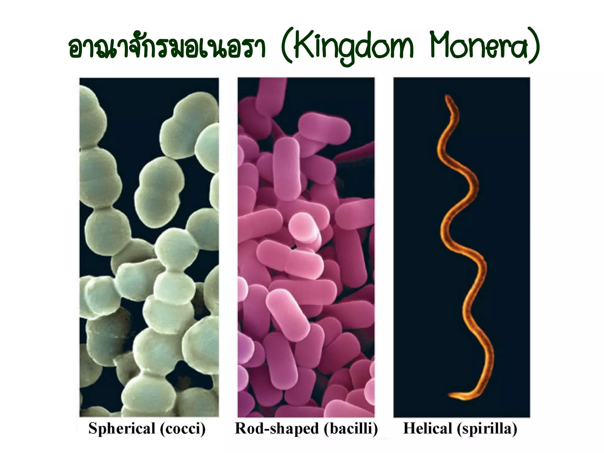 Kingdom monera | PDF