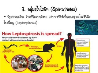 • มีรูปทรงเกลียว ดารงชีวิตแบบอิสระ แต่บางสปีชีส์เป็นสาเหตุของโรคซิฟิลิส
โรคฉี่หนู (Leptospirosis)
3. กลุ่มสไปโรคีท (Spirochetes)
 