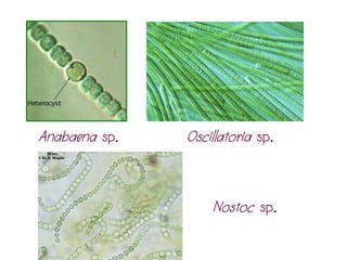 Anabaena sp. Oscillatoria sp.
Nostoc sp.
 