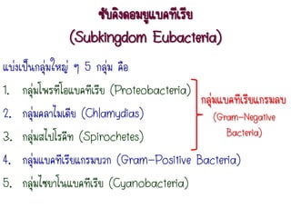 ซับคิงดอมยูแบคทีเรีย
(Subkingdom Eubacteria)
แบ่งเป็นกลุ่มใหญ่ ๆ 5 กลุ่ม คือ
1. กลุ่มโพรทีโอแบคทีเรีย (Proteobacteria)
2. กลุ่มคลาไมเดีย (Chlamydias)
3. กลุ่มสไปโรคีท (Spirochetes)
4. กลุ่มแบคทีเรียแกรมบวก (Gram-Positive Bacteria)
5. กลุ่มไซยาโนแบคทีเรีย (Cyanobacteria)
กลุ่มแบคทีเรียแกรมลบ
(Gram-Negative
Bacteria)
 