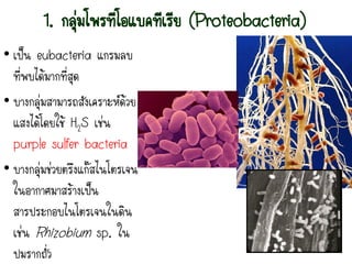 1. กลุ่มโพรทีโอแบคทีเรีย (Proteobacteria)
• เป็น eubacteria แกรมลบ
ที่พบได้มากที่สุด
• บางกลุ่มสามารถสังเคราะห์ด้วย
แสงได้โดยใช้ H2S เช่น
purple sulfer bacteria
• บางกลุ่มช่วยตรึงแก๊สไนโตรเจน
ในอากาศมาสร้างเป็น
สารประกอบไนโตรเจนในดิน
เช่น Rhizobium sp. ใน
ปมรากถั่ว
 