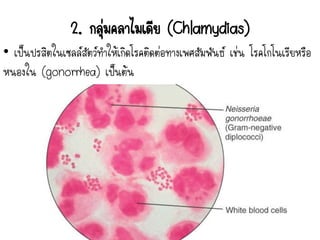2. กลุ่มคลาไมเดีย (Chlamydias)
• เป็นปรสิตในเซลล์สัตว์ทาให้เกิดโรคติดต่อทางเพศสัมพันธ์ เช่น โรคโกโนเรียหรือ
หนองใน (gonorrhea) เป็นต้น
 