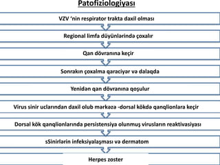 Patofiziologiyası
VZV ‘nin respirator trakta daxil olması
Regional limfa düyünlərində çoxalır
Qan dövranına keçir
Sonrakın çoxalma qaraciyər və dalaqda
Yenidən qan dövranına qoşulur
Virus sinir uclarından daxil olub mərkəzə -dorsal kökdə qanqlionlara keçir
Dorsal kök qanqlionlarında persistensiya olunmuş virusların reaktivasiyası
sSinirlərin infeksiyalaşması və dermatom
Herpes zoster
 