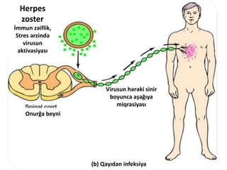 (b) Qayıdan infeksiya
Herpes
zoster
İmmun zəiflik,
Stres ərzində
virusun
aktivasiyası
Onurğa beyni
Virusun hərəki sinir
boyunca aşağıya
miqrasiyası
 