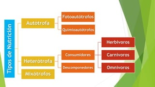 TiposdeNutrición
Autótrofa
Fotoautótrofos
Quimioautótrofos
Heterótrofa
Consumidores
Herbívoros
Carnívoros
OmnívorosDescomponedores
Mixótrofos
 