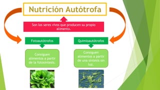 Son los seres vivos que producen su propio
alimento.
Fotoautótrofos Quimioautótrofos
Consiguen
alimentos a partir
de la fotosíntesis.
Consiguen
alimentos a partir
de una síntesis sin
luz.
 