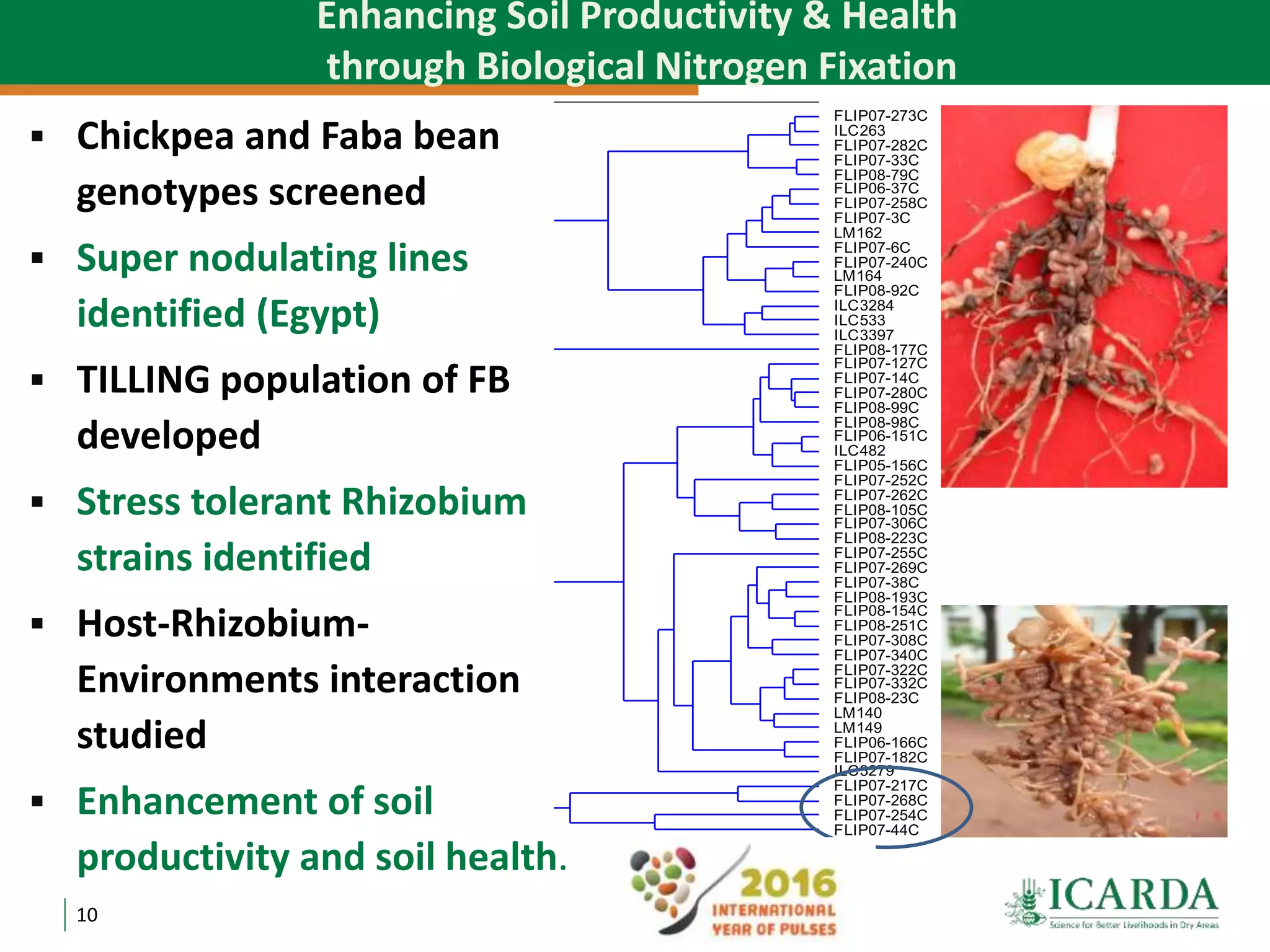 10
Enhancing Soil Productivity & Health
through Biological Nitrogen Fixation0612182430364248
-0.96
-0.84
-0.72
-0.6
-0.48
-0.36
-0.24
-0.12
Similarity
FLIP07-273C
ILC263
FLIP07-282C
FLIP07-33C
FLIP08-79C
FLIP06-37C
FLIP07-258C
FLIP07-3C
LM162
FLIP07-6C
FLIP07-240C
LM164
FLIP08-92C
ILC3284
ILC533
ILC3397
FLIP08-177C
FLIP07-127C
FLIP07-14C
FLIP07-280C
FLIP08-99C
FLIP08-98C
FLIP06-151C
ILC482
FLIP05-156C
FLIP07-252C
FLIP07-262C
FLIP08-105C
FLIP07-306C
FLIP08-223C
FLIP07-255C
FLIP07-269C
FLIP07-38C
FLIP08-193C
FLIP08-154C
FLIP08-251C
FLIP07-308C
FLIP07-340C
FLIP07-322C
FLIP07-332C
FLIP08-23C
LM140
LM149
FLIP06-166C
FLIP07-182C
ILC3279
FLIP07-217C
FLIP07-268C
FLIP07-254C
FLIP07-44C
 Chickpea and Faba bean
genotypes screened
 Super nodulating lines
identified (Egypt)
 TILLING population of FB
developed
 Stress tolerant Rhizobium
strains identified
 Host-Rhizobium-
Environments interaction
studied
 Enhancement of soil
productivity and soil health.
 