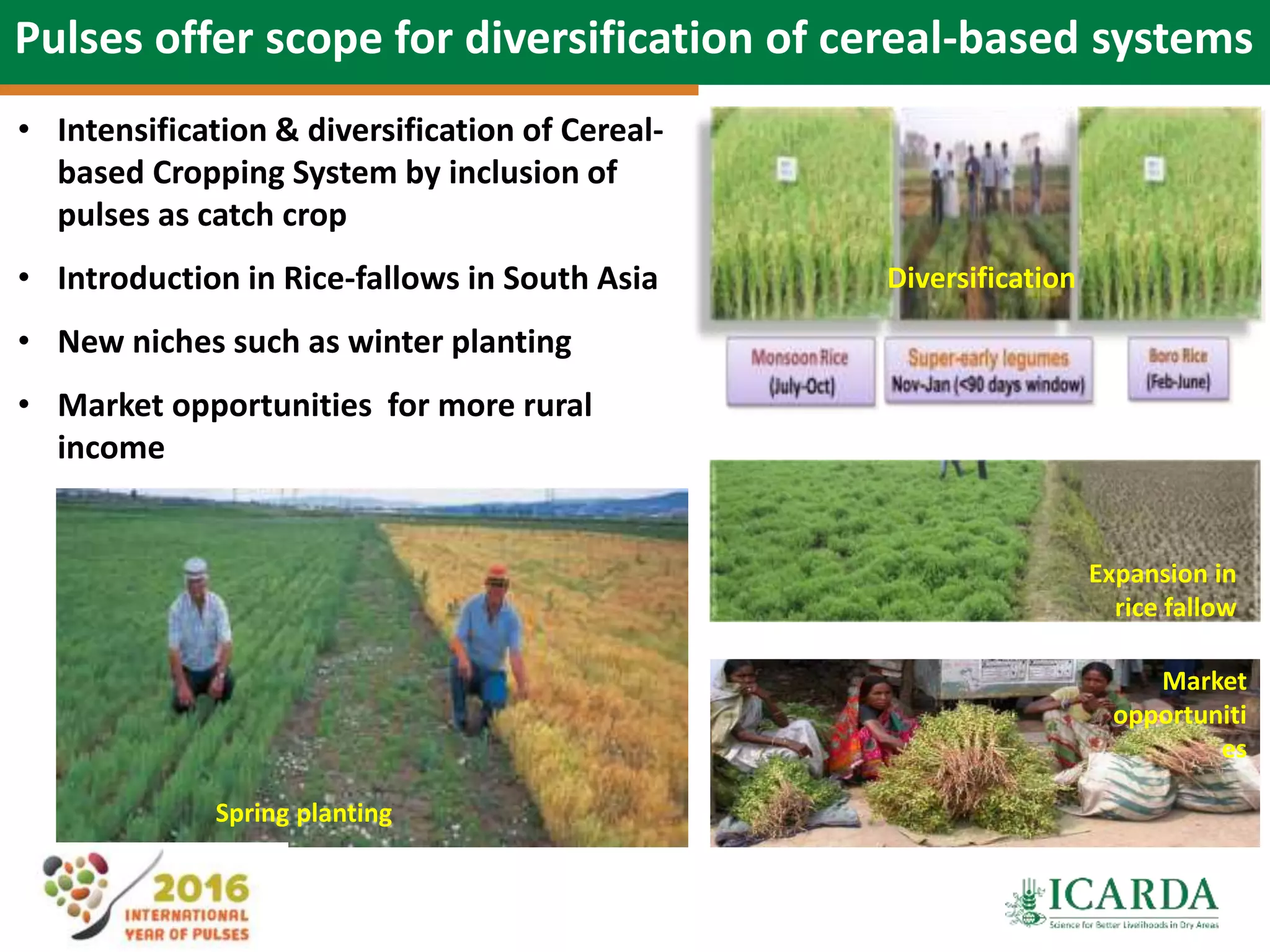 15
Pulses offer scope for diversification of cereal-based systems
Early varieties
Diversification
Expansion in
rice fallow
Spring planting
• Intensification & diversification of Cereal-
based Cropping System by inclusion of
pulses as catch crop
• Introduction in Rice-fallows in South Asia
• New niches such as winter planting
• Market opportunities for more rural
income
Market
opportuniti
es
 