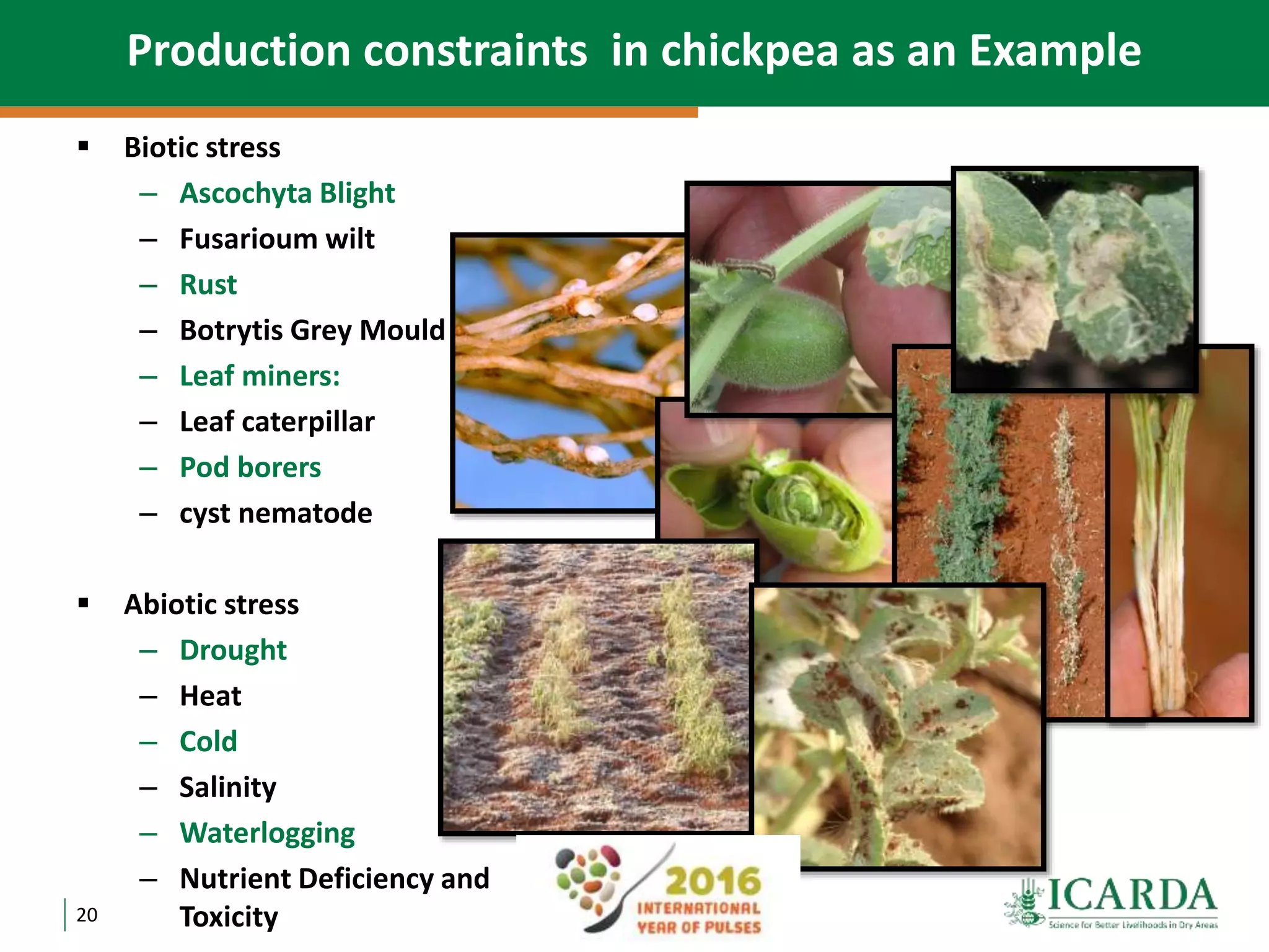20
Production constraints in chickpea as an Example
 Biotic stress
– Ascochyta Blight
– Fusarioum wilt
– Rust
– Botrytis Grey Mould
– Leaf miners:
– Leaf caterpillar
– Pod borers
– cyst nematode
 Abiotic stress
– Drought
– Heat
– Cold
– Salinity
– Waterlogging
– Nutrient Deficiency and
Toxicity
 