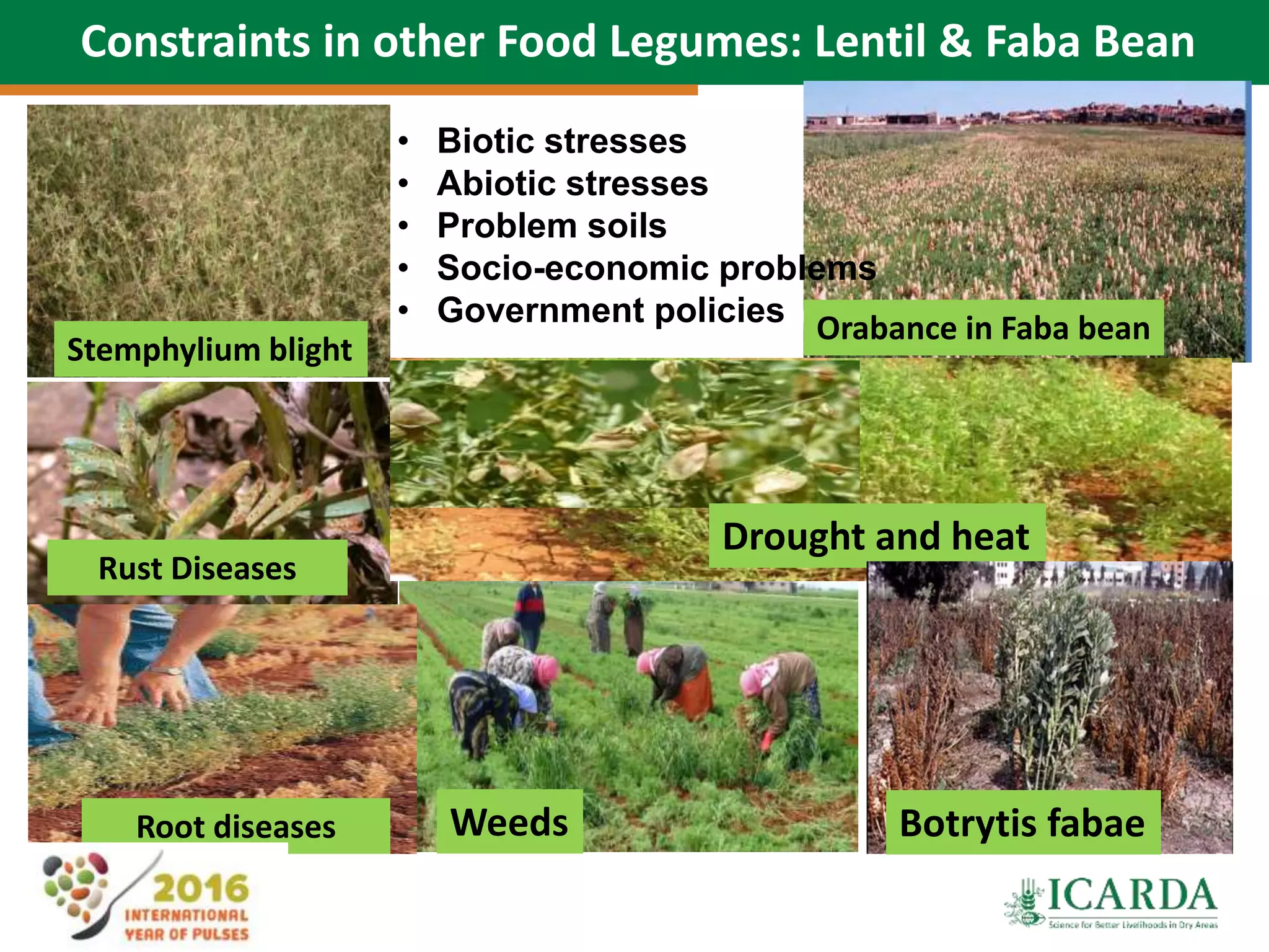 21
Constraints in other Food Legumes: Lentil & Faba Bean
Stemphylium blight
Rust Diseases
Root diseases
Drought and heat
Weeds
• Biotic stresses
• Abiotic stresses
• Problem soils
• Socio-economic problems
• Government policies
Botrytis fabae
Orabance in Faba bean
 