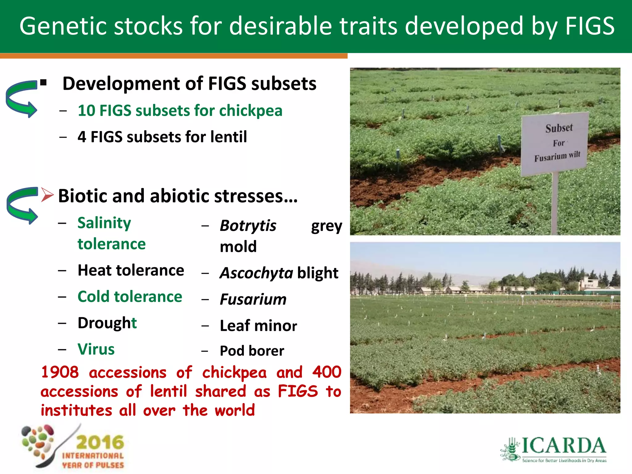 27
Genetic stocks for desirable traits developed by FIGS
 Development of FIGS subsets
- 10 FIGS subsets for chickpea
- 4 FIGS subsets for lentil
Biotic and abiotic stresses…
- Botrytis grey
mold
- Ascochyta blight
- Fusarium
- Leaf minor
- Pod borer
‒ Salinity
tolerance
‒ Heat tolerance
‒ Cold tolerance
‒ Drought
‒ Virus
1908 accessions of chickpea and 400
accessions of lentil shared as FIGS to
institutes all over the world
 