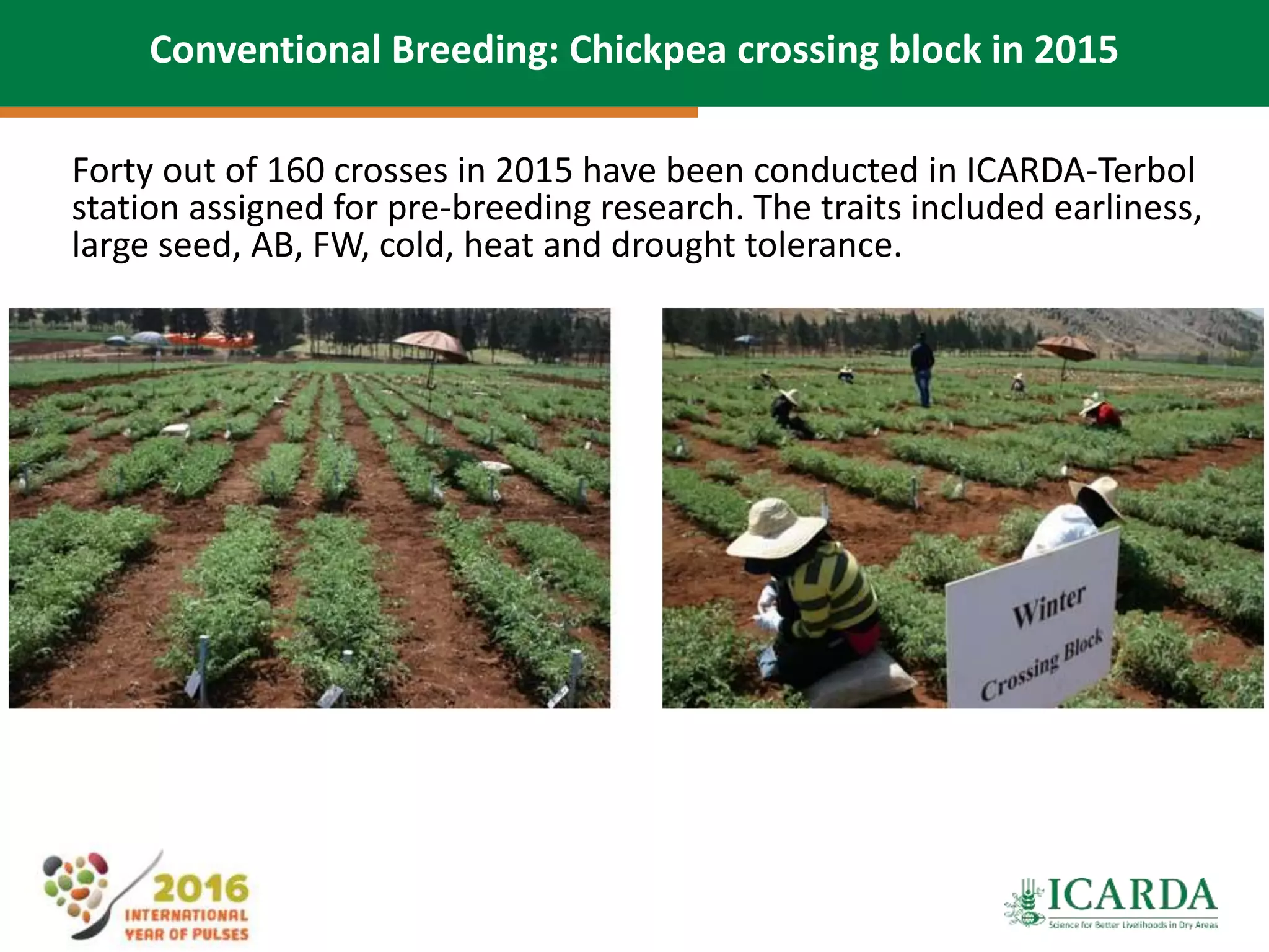 28
Forty out of 160 crosses in 2015 have been conducted in ICARDA-Terbol
station assigned for pre-breeding research. The traits included earliness,
large seed, AB, FW, cold, heat and drought tolerance.
Conventional Breeding: Chickpea crossing block in 2015
 