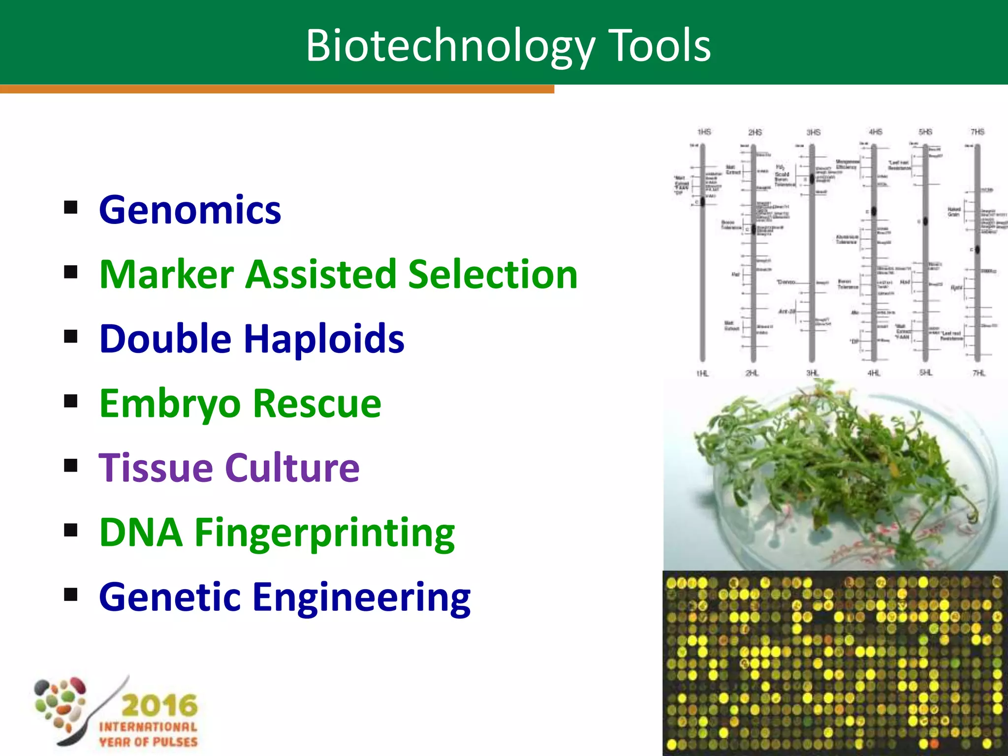  Genomics
 Marker Assisted Selection
 Double Haploids
 Embryo Rescue
 Tissue Culture
 DNA Fingerprinting
 Genetic Engineering
Biotechnology Tools
 