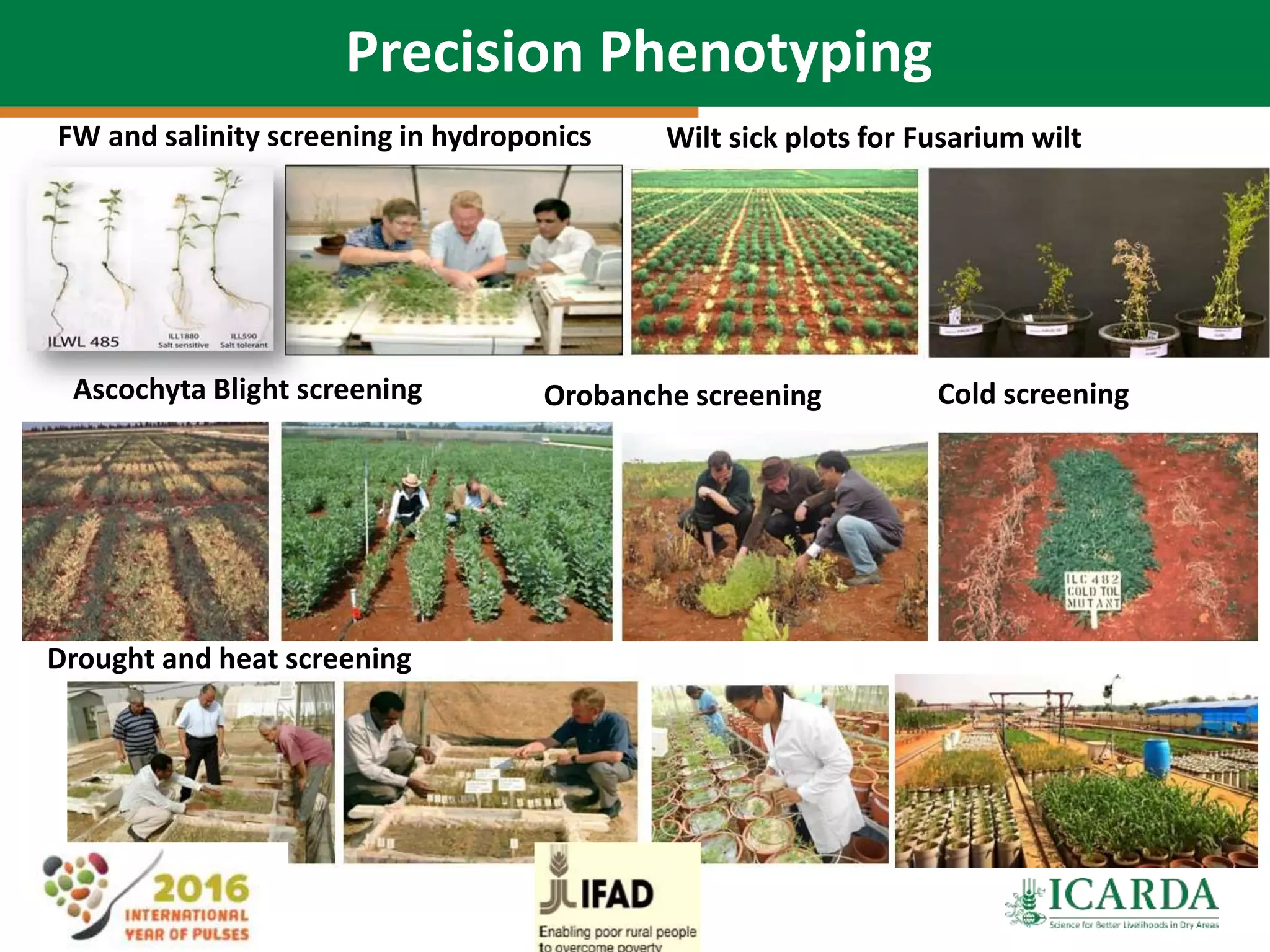 31
Precision Phenotyping
FW and salinity screening in hydroponics Wilt sick plots for Fusarium wilt
Orobanche screeningAscochyta Blight screening
Drought and heat screening
Cold screening
 