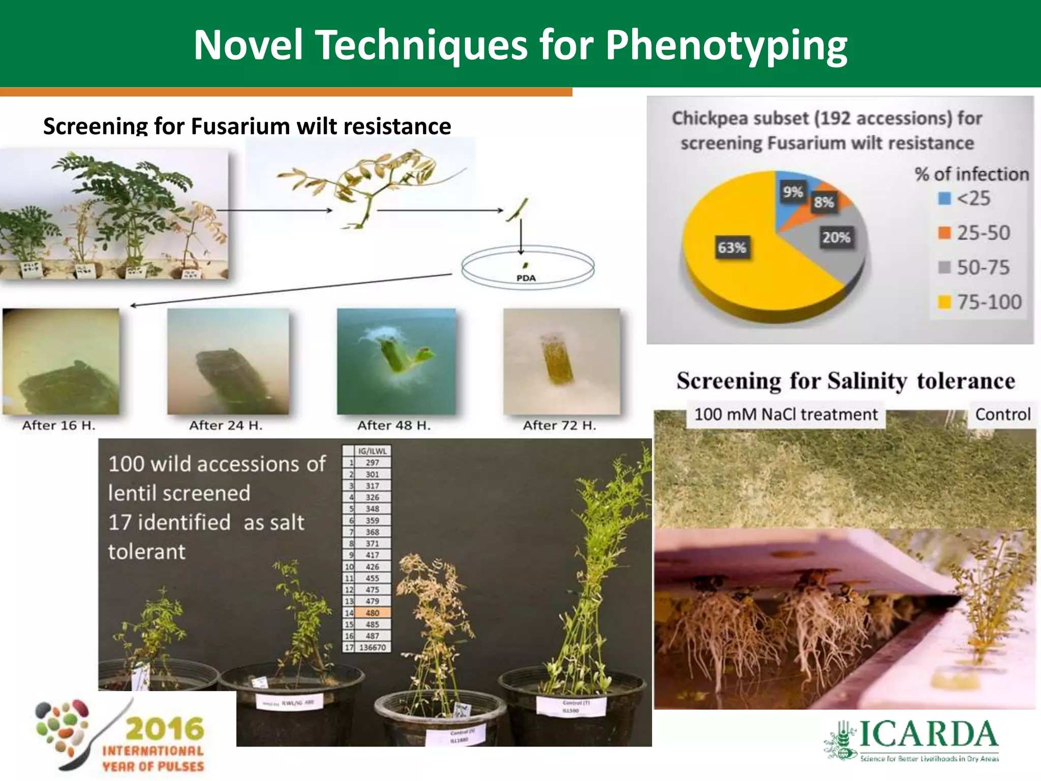 32
Novel Techniques for Phenotyping
Screening for Fusarium wilt resistance
 