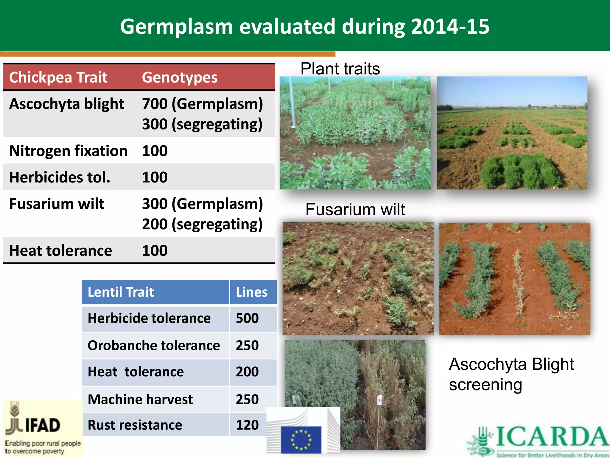 34
Germplasm evaluated during 2014-15
620 lentil accessions
365 chickpea accessions
Fusarium wilt
Ascochyta Blight
screening
Chickpea Trait Genotypes
Ascochyta blight 700 (Germplasm)
300 (segregating)
Nitrogen fixation 100
Herbicides tol. 100
Fusarium wilt 300 (Germplasm)
200 (segregating)
Heat tolerance 100
Plant traits
Lentil Trait Lines
Herbicide tolerance 500
Orobanche tolerance 250
Heat tolerance 200
Machine harvest 250
Rust resistance 120
 