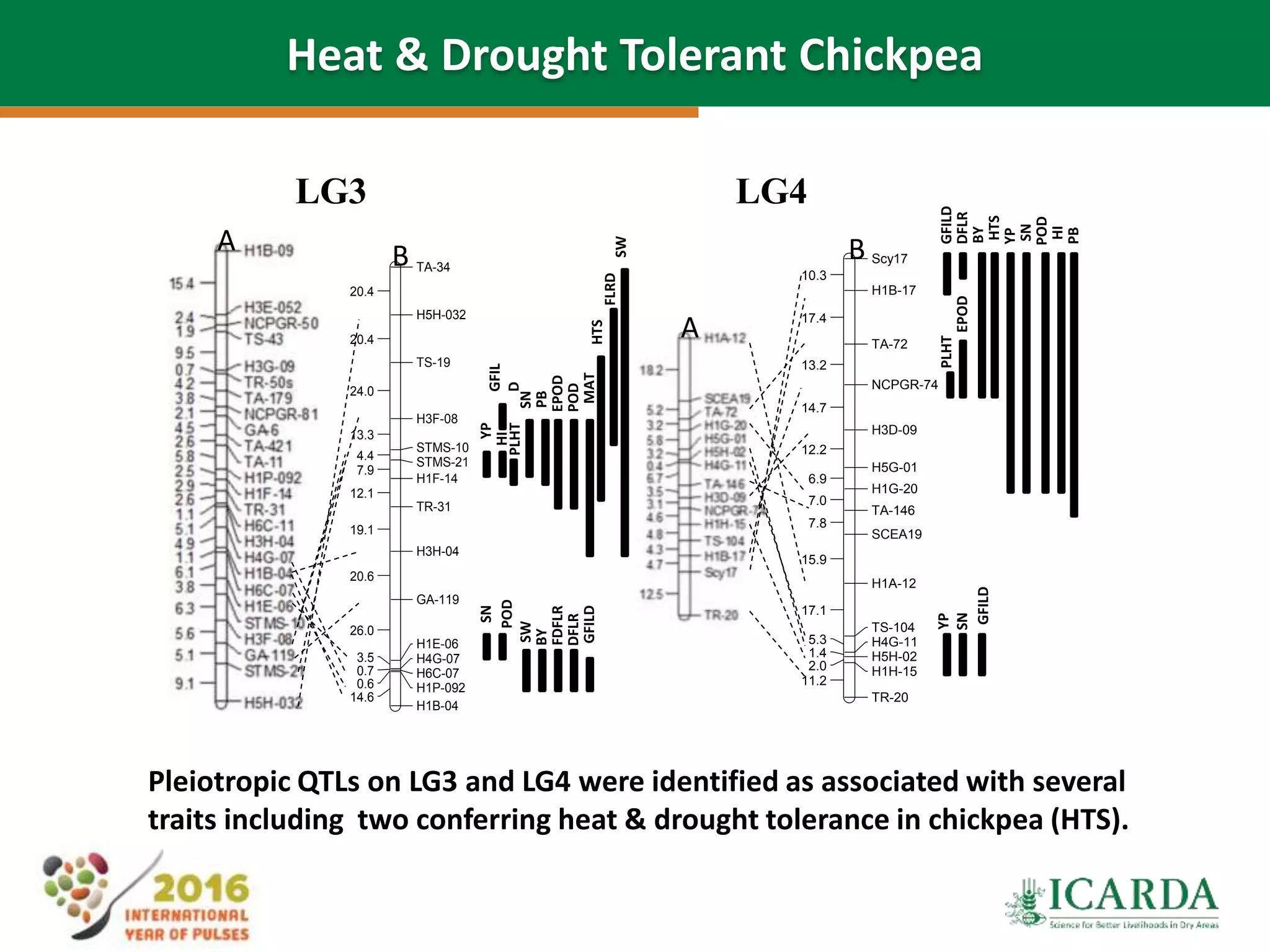 LG4LG3
TA-34
H5H-032
TS-19
H3F-08
STMS-10
STMS-21
H1F-14
TR-31
H3H-04
GA-119
H1E-06
H4G-07
H6C-07
H1P-092
H1B-04
20.4
20.4
24.0
13.3
4.4
7.9
12.1
19.1
20.6
26.0
3.5
0.7
0.6
14.6
2
A B Scy17
H1B-17
TA-72
NCPGR-74
H3D-09
H5G-01
H1G-20
TA-146
SCEA19
H1A-12
TS-104
H4G-11
H5H-02
H1H-15
TR-20
10.3
17.4
13.2
14.7
12.2
6.9
7.0
7.8
15.9
17.1
5.3
1.4
2.0
11.2
1
A
B
YP
YP
YP
SN
SN
SN
SN
POD
POD
POD
SW
SW
PB
PB
PLHT
PLHT
HI
HI
HTSMAT
EPOD
EPOD
BY
BY
FDFLR
DFLR
DFLR
FLRD
GFIL
D
GFILD
GFILD
GFILD
HTS
Pleiotropic QTLs on LG3 and LG4 were identified as associated with several
traits including two conferring heat & drought tolerance in chickpea (HTS).
Heat & Drought Tolerant Chickpea
 