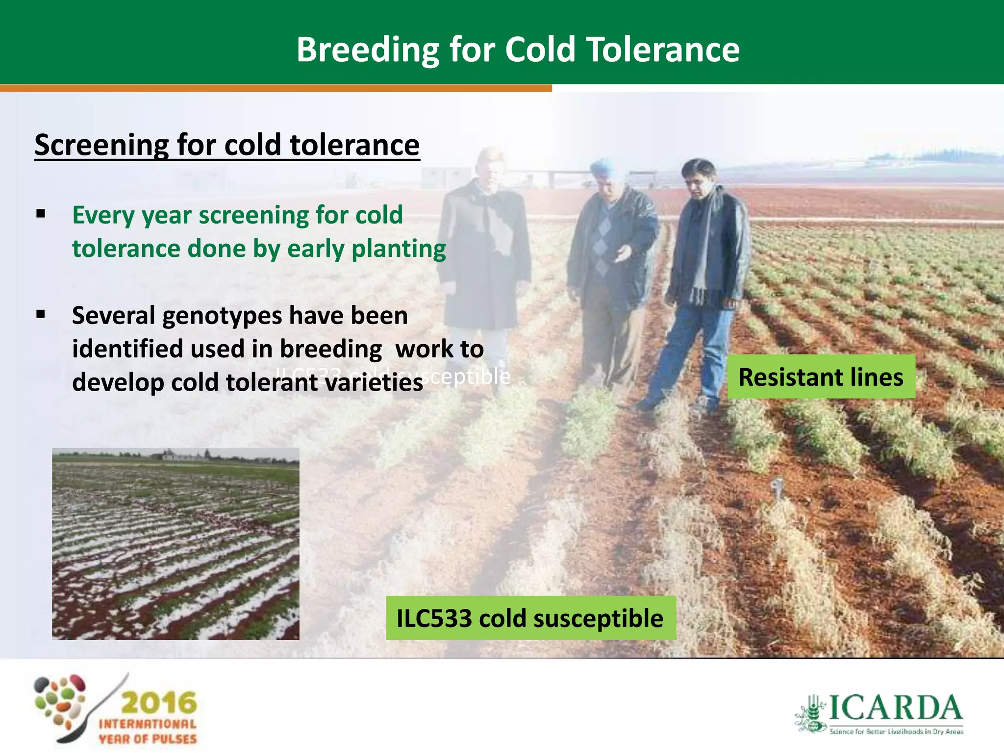 38
ILC533 cold susceptible
Screening for cold tolerance
 Every year screening for cold
tolerance done by early planting
 Several genotypes have been
identified used in breeding work to
develop cold tolerant varieties
Breeding for Cold Tolerance
ILC533 cold susceptible
Resistant lines
 