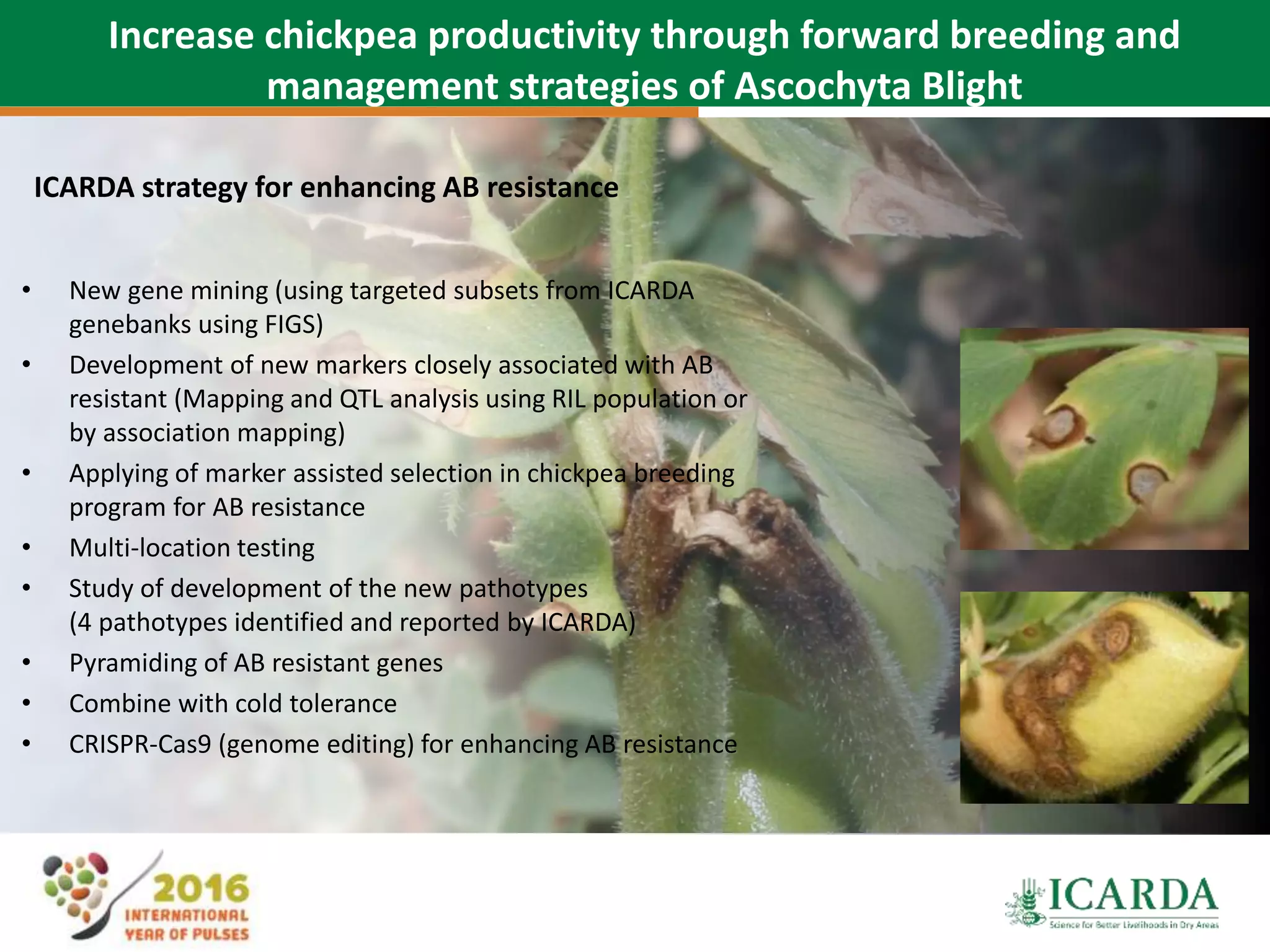 Increase chickpea productivity through forward breeding and
management strategies of Ascochyta Blight
• New gene mining (using targeted subsets from ICARDA
genebanks using FIGS)
• Development of new markers closely associated with AB
resistant (Mapping and QTL analysis using RIL population or
by association mapping)
• Applying of marker assisted selection in chickpea breeding
program for AB resistance
• Multi-location testing
• Study of development of the new pathotypes
(4 pathotypes identified and reported by ICARDA)
• Pyramiding of AB resistant genes
• Combine with cold tolerance
• CRISPR-Cas9 (genome editing) for enhancing AB resistance
ICARDA strategy for enhancing AB resistance
 