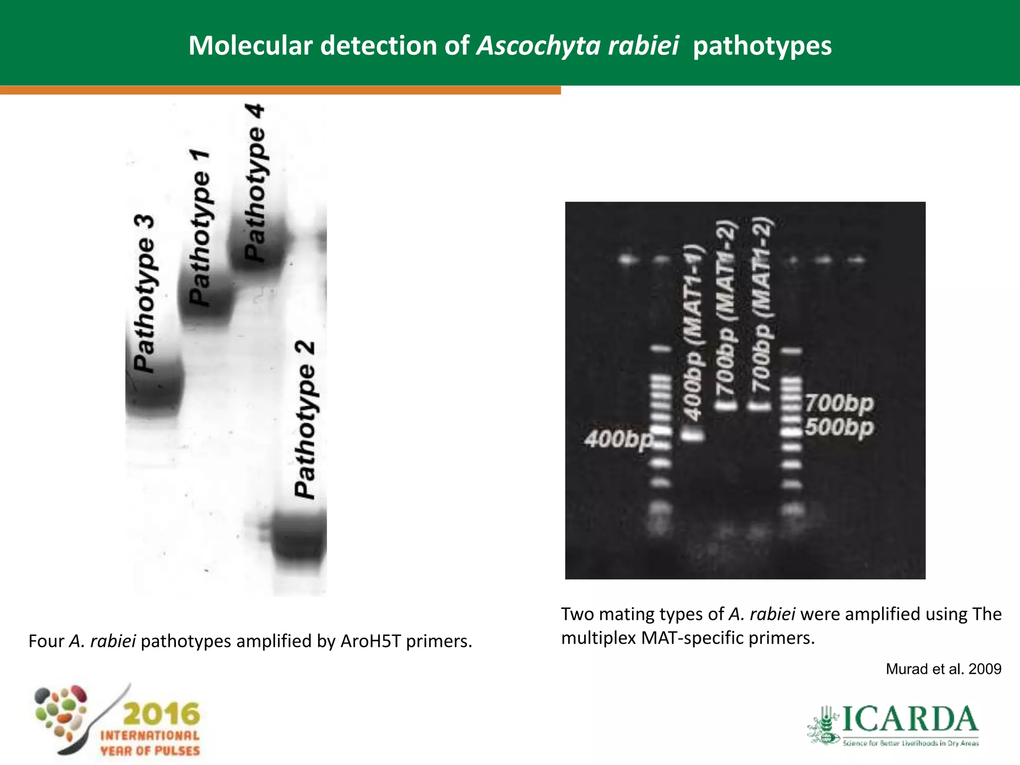 Four A. rabiei pathotypes amplified by AroH5T primers.
Two mating types of A. rabiei were amplified using The
multiplex MAT-specific primers.
Murad et al. 2009
Molecular detection of Ascochyta rabiei pathotypes
 