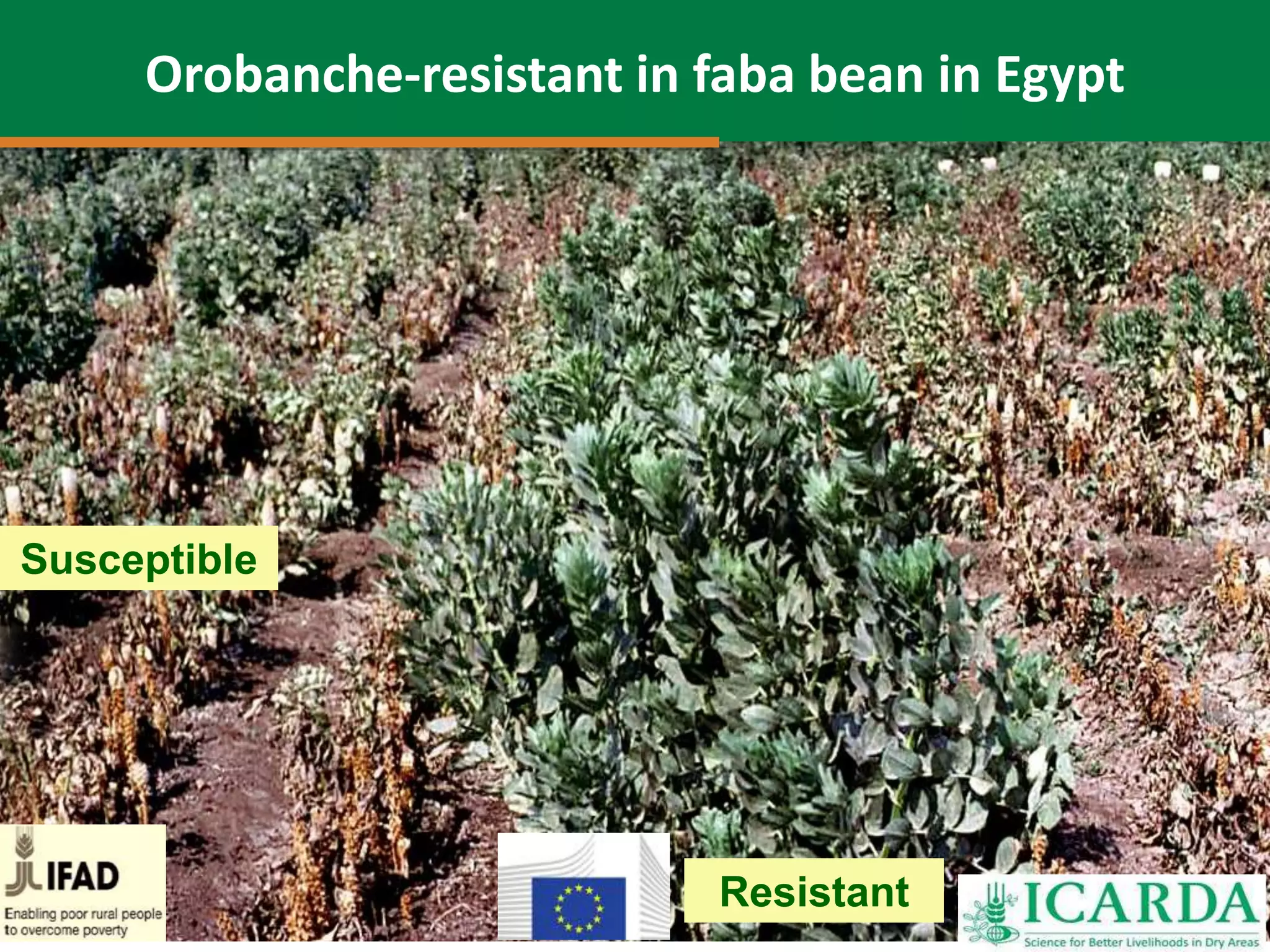 Resistant
Susceptible
Orobanche-resistant in faba bean in Egypt
 