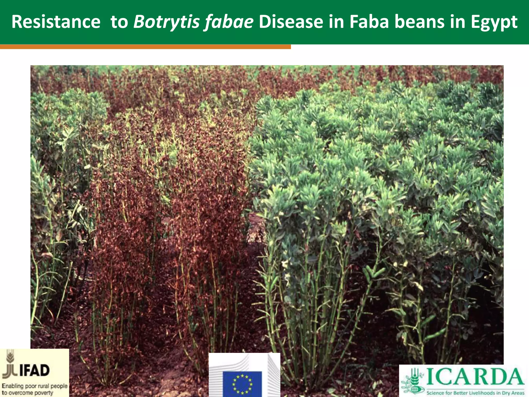 Resistance to Botrytis fabae Disease in Faba beans in Egypt
 