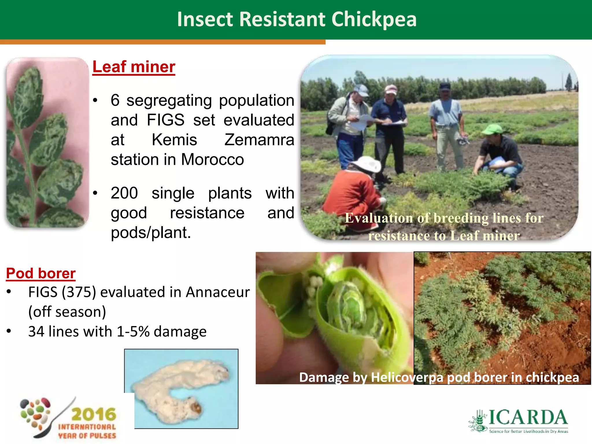 43
Insect Resistant Chickpea
Leaf miner
• 6 segregating population
and FIGS set evaluated
at Kemis Zemamra
station in Morocco
• 200 single plants with
good resistance and
pods/plant.
Evaluation of breeding lines for
resistance to Leaf miner
Damage by Helicoverpa pod borer in chickpea
Pod borer
• FIGS (375) evaluated in Annaceur
(off season)
• 34 lines with 1-5% damage
 