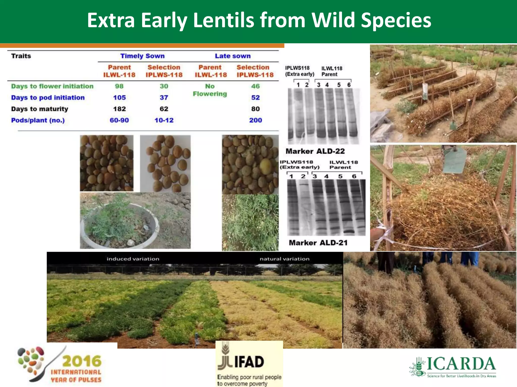 44
Extra Early Lentils from Wild Species
 