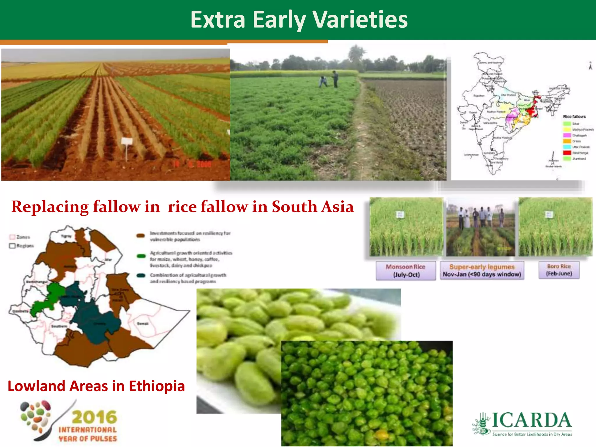 45
Extra Early Varieties
Replacing fallow in rice fallow in South Asia
Lowland Areas in Ethiopia
 
