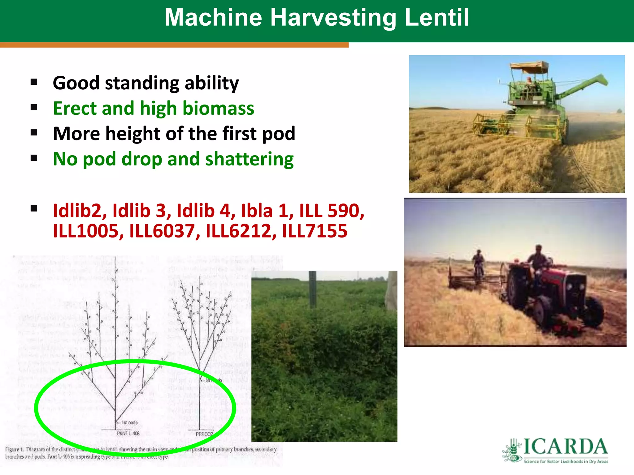 Machine Harvesting Lentil
 Good standing ability
 Erect and high biomass
 More height of the first pod
 No pod drop and shattering
 Idlib2, Idlib 3, Idlib 4, Ibla 1, ILL 590,
ILL1005, ILL6037, ILL6212, ILL7155
 