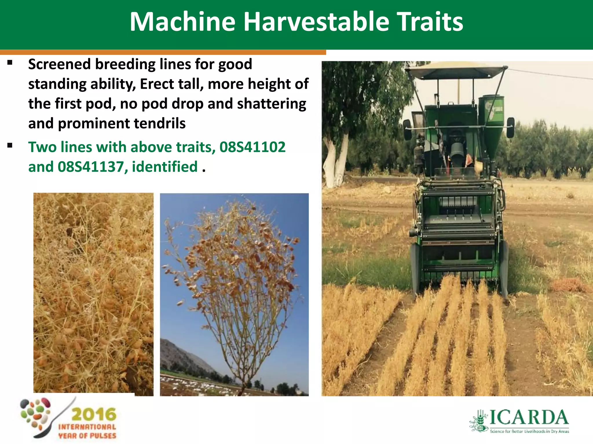 47
Machine Harvestable Traits
 Screened breeding lines for good
standing ability, Erect tall, more height of
the first pod, no pod drop and shattering
and prominent tendrils
 Two lines with above traits, 08S41102
and 08S41137, identified .
 