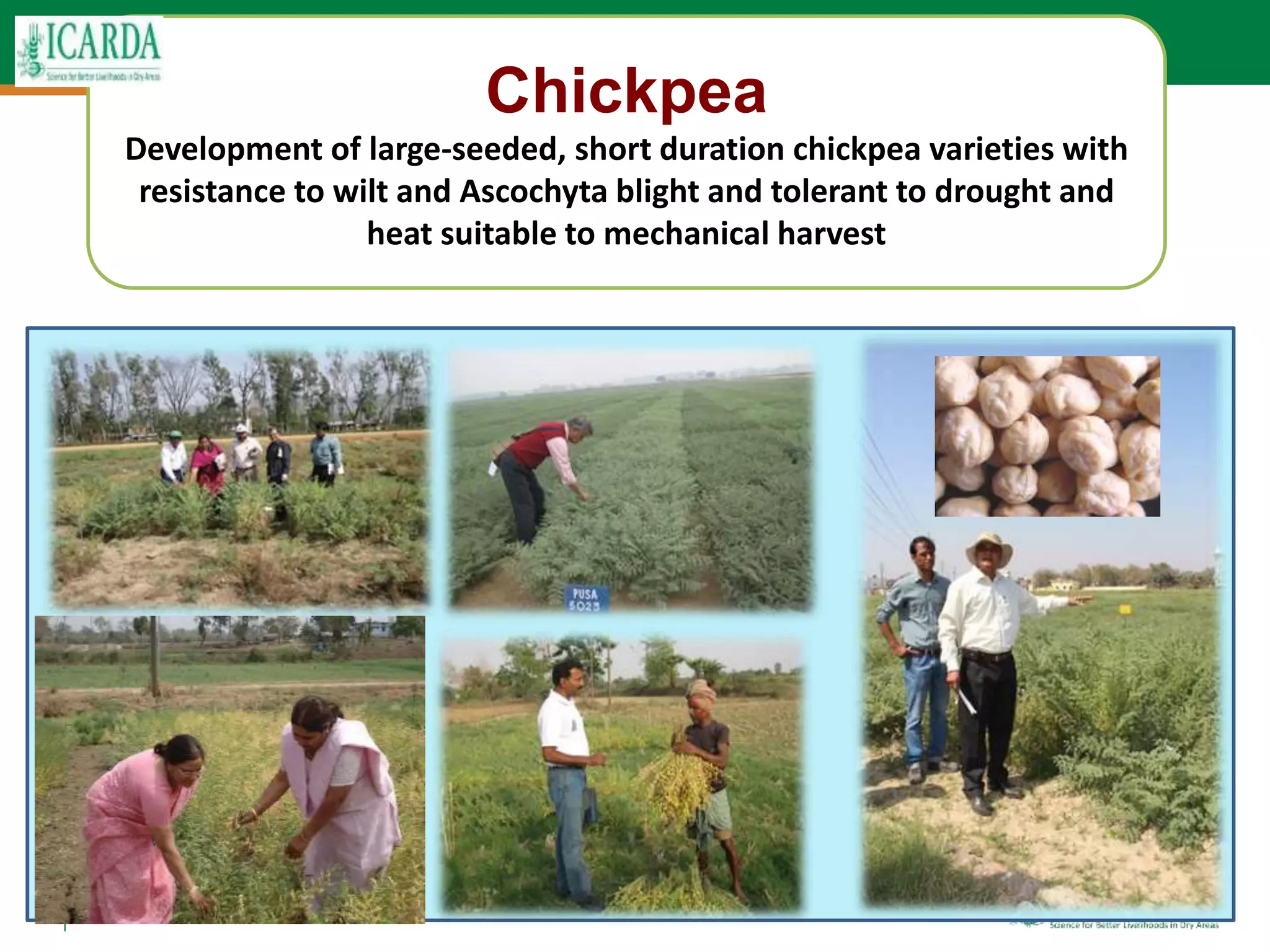 48
Chickpea
Development of large-seeded, short duration chickpea varieties with
resistance to wilt and Ascochyta blight and tolerant to drought and
heat suitable to mechanical harvest
 
