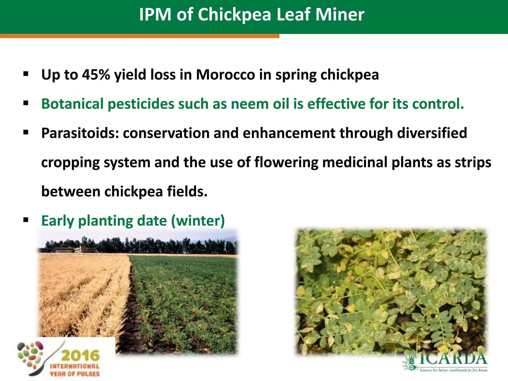 IPM of Chickpea Leaf Miner
 Up to 45% yield loss in Morocco in spring chickpea
 Botanical pesticides such as neem oil is effective for its control.
 Parasitoids: conservation and enhancement through diversified
cropping system and the use of flowering medicinal plants as strips
between chickpea fields.
 Early planting date (winter)
 