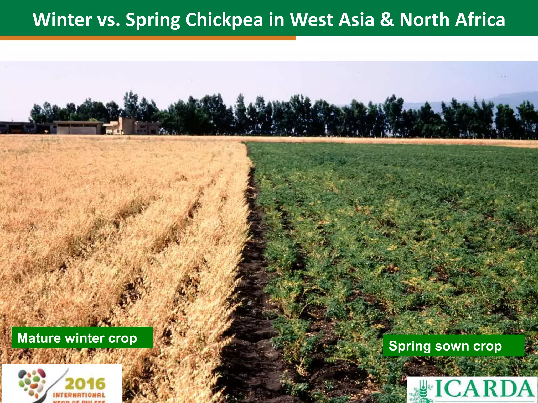 Winter vs. Spring Chickpea in West Asia & North Africa
Mature winter crop
Spring sown crop
 
