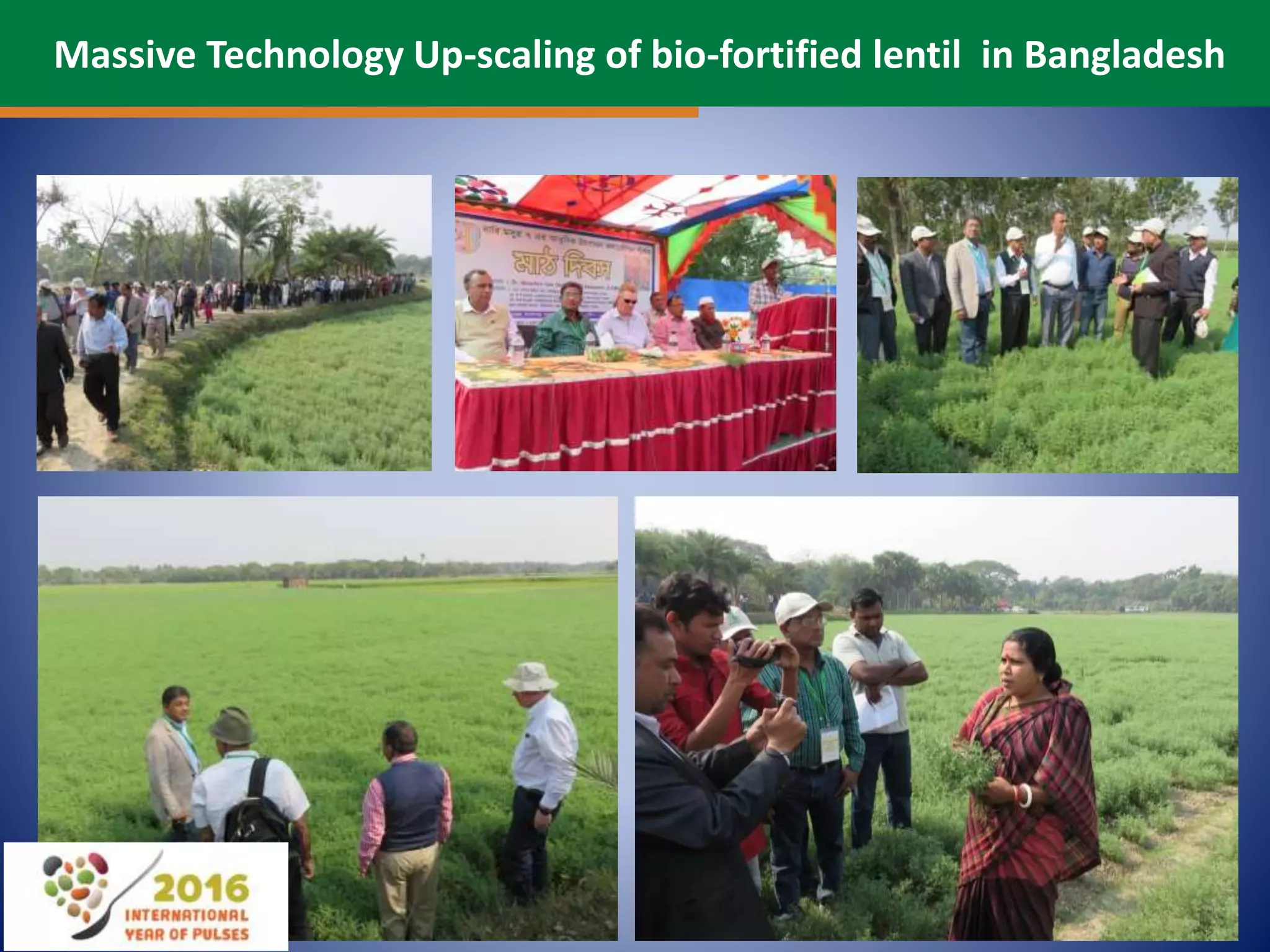 Massive Technology Up-scaling of bio-fortified lentil in Bangladesh
 