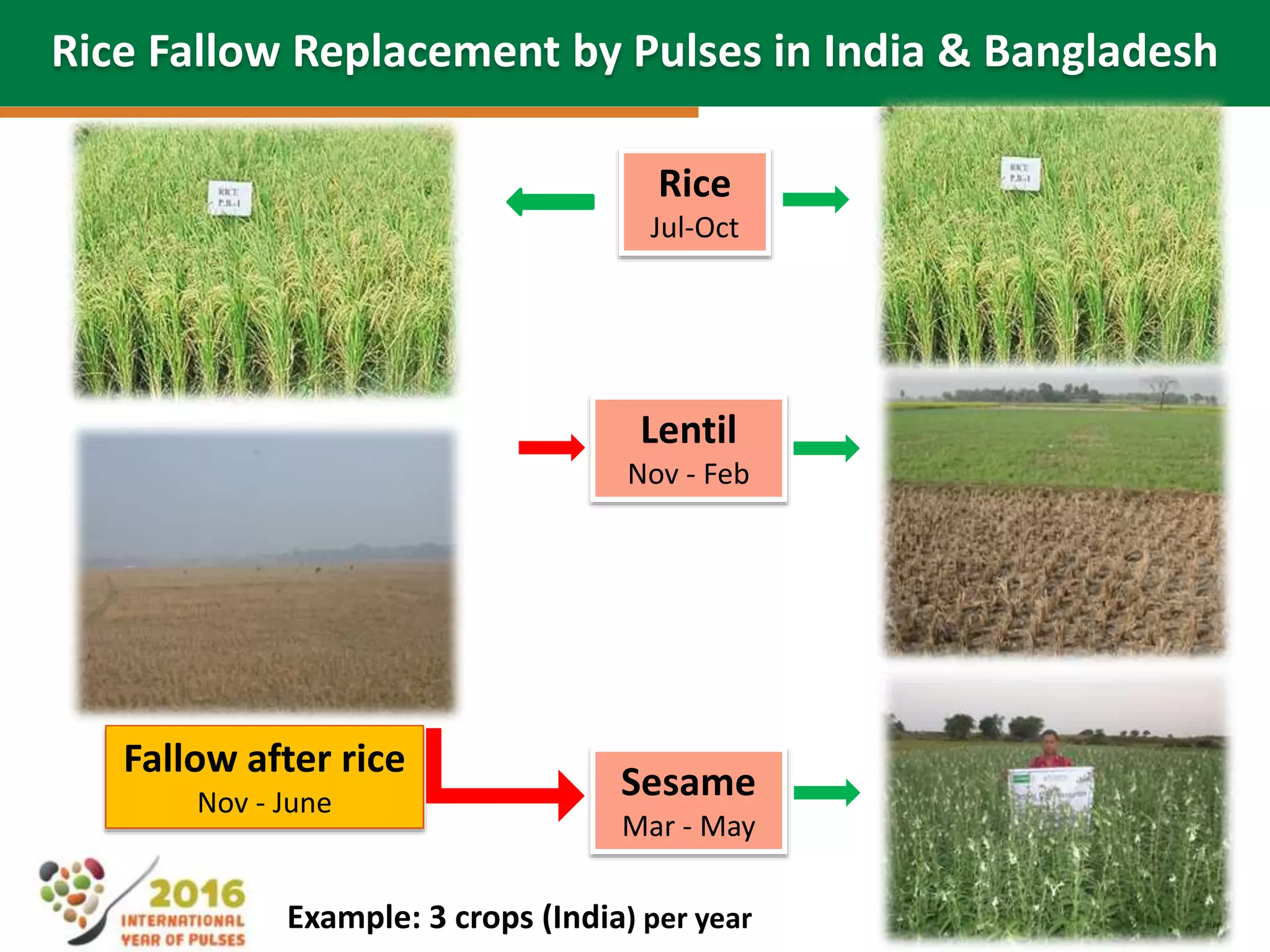 60
Rice
Jul-Oct
Lentil
Nov - Feb
Sesame
Mar - May
Fallow after rice
Nov - June
Example: 3 crops (India) per year
Rice Fallow Replacement by Pulses in India & Bangladesh
 