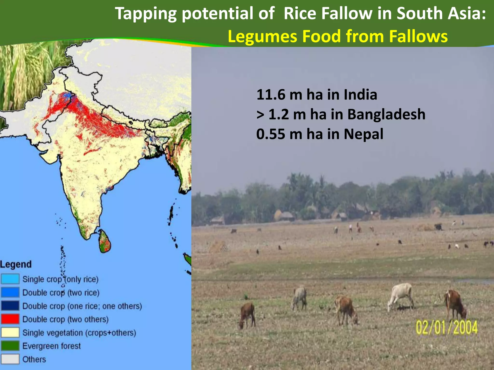 (Biradar and Xiao, 2011) (Biradar et al., 2012*)
Tapping potential of Rice Fallow in South Asia:
Legumes Food from Fallows
11.6 m ha in India
> 1.2 m ha in Bangladesh
0.55 m ha in Nepal
 