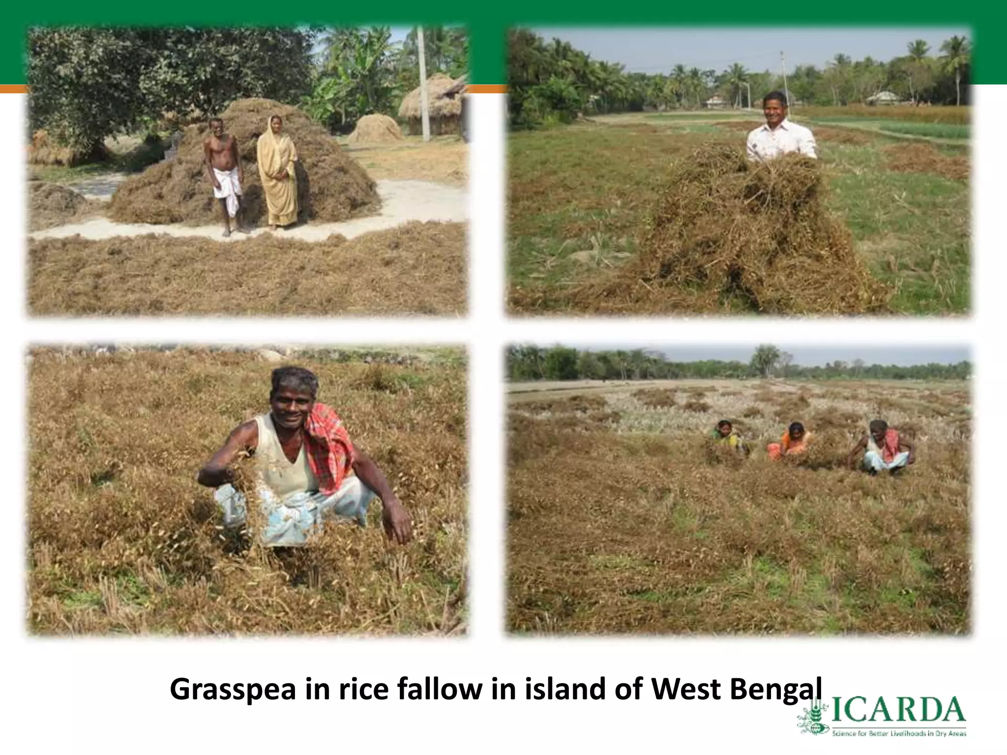 Grasspea in rice fallow in island of West Bengal
 