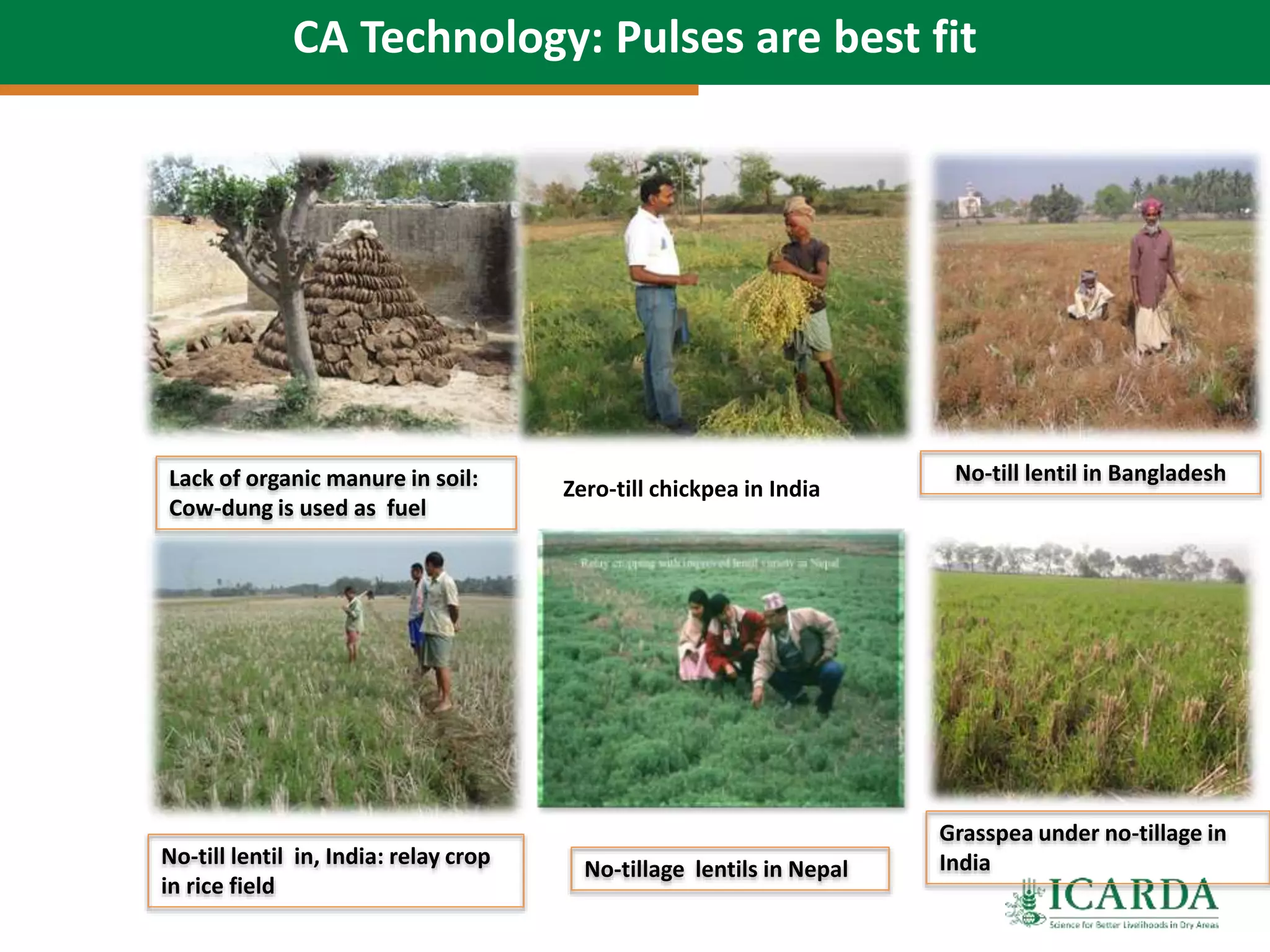 Lack of organic manure in soil:
Cow-dung is used as fuel
No-till lentil in Bangladesh
No-till lentil in, India: relay crop
in rice field
No-tillage lentils in Nepal
Grasspea under no-tillage in
India
Zero-till chickpea in India
CA Technology: Pulses are best fit
 
