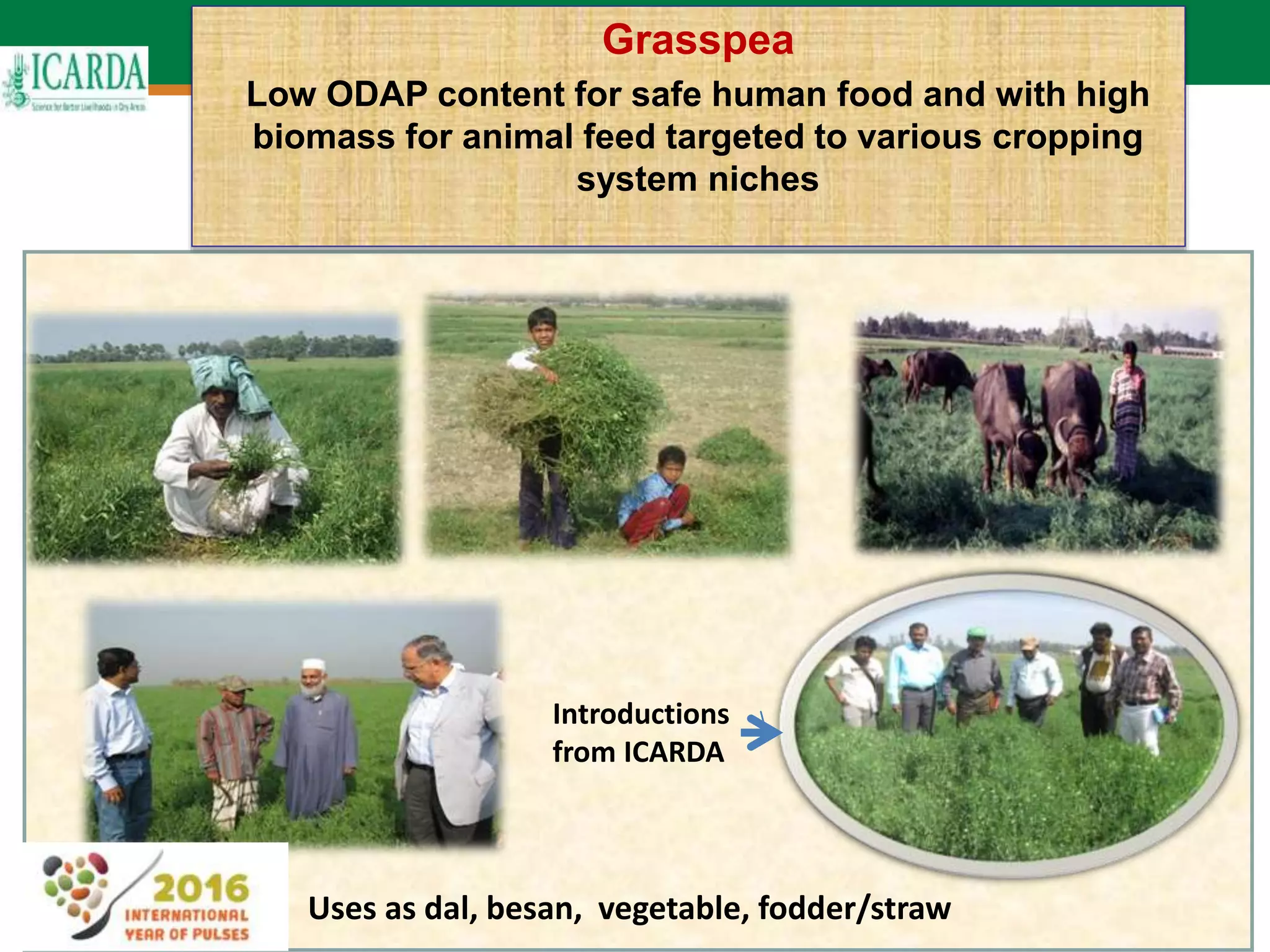 71
Grasspea
Low ODAP content for safe human food and with high
biomass for animal feed targeted to various cropping
system niches
Uses as dal, besan, vegetable, fodder/straw
Introductions
from ICARDA
 