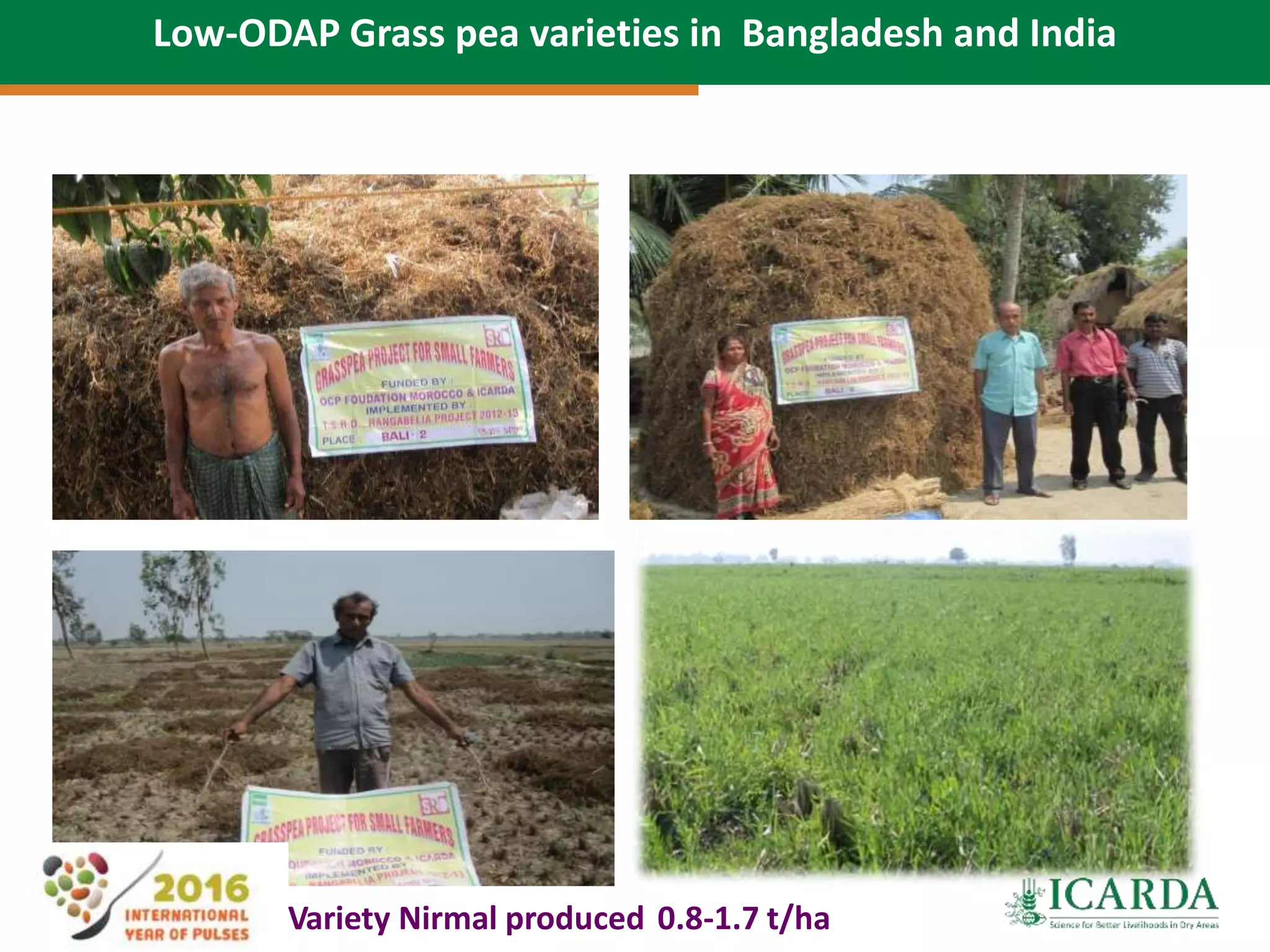 Variety Nirmal produced 0.8-1.7 t/ha
Low-ODAP Grass pea varieties in Bangladesh and India
 