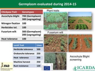 Pulses in Dry Areas: Importance, Challenges and Potential | PPTX