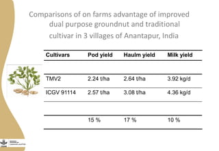Comparisons of on farms advantage of improved
dual purpose groundnut and traditional
cultivar in 3 villages of Anantapur, India
Cultivars Pod yield Haulm yield Milk yield
TMV2 2.24 t/ha 2.64 t/ha 3.92 kg/d
ICGV 91114 2.57 t/ha 3.08 t/ha 4.36 kg/d
15 % 17 % 10 %
 