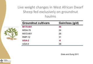 Live weight changes in West African Dwarf
Sheep fed exclusively on groundnut
haulms
Groundnut cultivars Gain/loss (g/d)
M170-801 46
M554-76 24
M572-801 26
RMP-12 31
UGA-2 -6
UGA-5 38
Etela and Dung 2011
 
