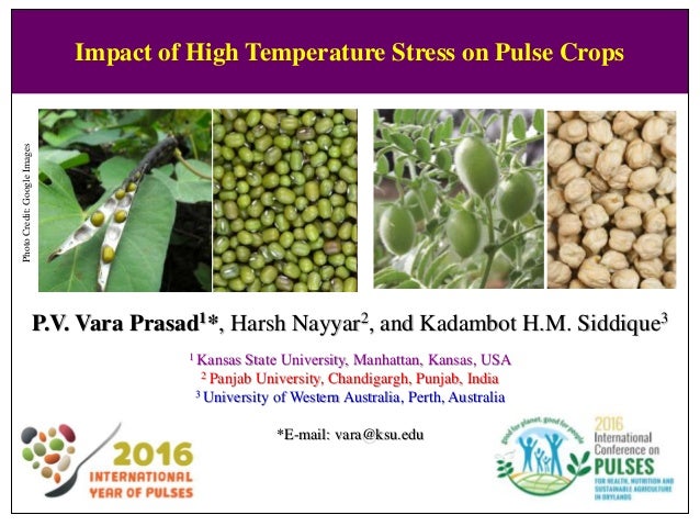Phd thesis on heat tolerance in wheat