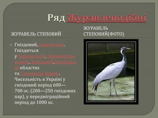ЖУРАВЕЛЬ СТЕПОВИЙ
ЖУРАВЕЛЬ
СТЕПОВИЙ(ФОТО)
 Гніздовий, перелітний.
Гніздиться
у Херсонській, Дніпропетро
вській, Донецькій,Запорізьк
ій областях
та Степовому Криму.
Чисельність в Україні у
гніздовий період 600—
700 ос. (200—250 гніздових
пар), у передміграційний
період до 1000 ос.
 