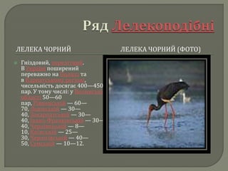 ЛЕЛЕКА ЧОРНИЙ ЛЕЛЕКА ЧОРНИЙ (ФОТО)
 Гніздовий, перелітний.
В Україні поширений
переважно на Поліссі та
в Карпатському регіоні,
чисельність досягає 400—450
пар. У тому числі: у Волинській
області 50—60
пар, Рівненській — 60—
70, Львівській — 30—
40, Закарпатській — 30—
40, Івано-Франківській — 30—
40, Чернівецькій — 8—
10, Київській — 25—
30, Чернігівській — 40—
50, Сумській — 10—12.
 